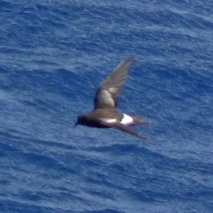 Wilson's Storm-petrel - Oceanites oceanicus © John Muddeman